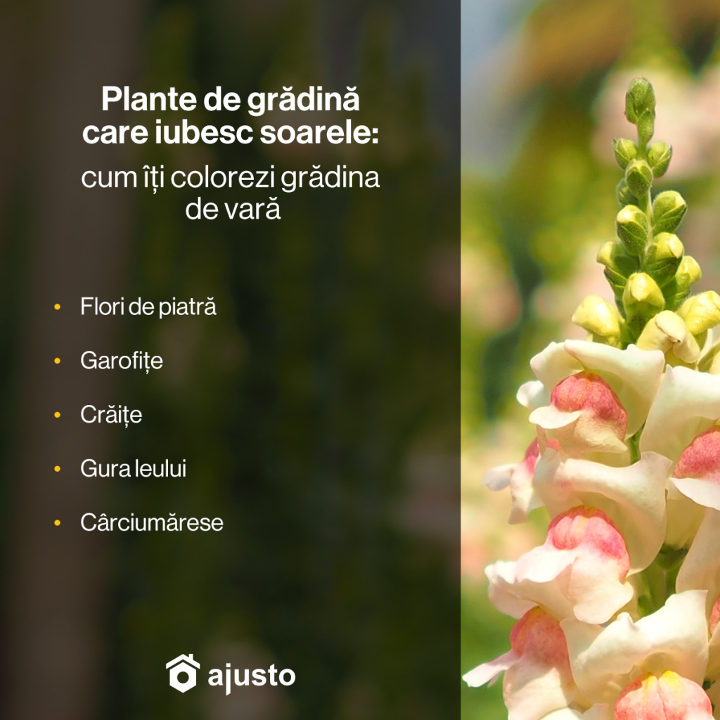 Plante de grădină care iubesc soarele: cum îți colorezi grădina de vară