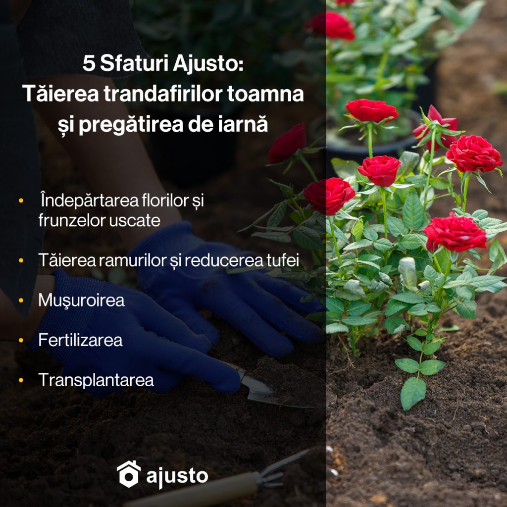 5 Sfaturi Ajusto: Tăierea trandafirilor toamna și pregătirea de iarnă